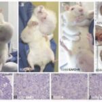 GMO maize causes breast cancer