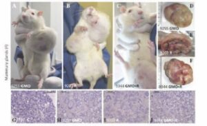 GMO maize causes breast cancer