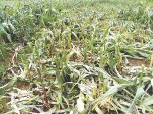 Some of the destroyed farmlands in Bokkos LGA of Plateau State by crop mowers in May 2024