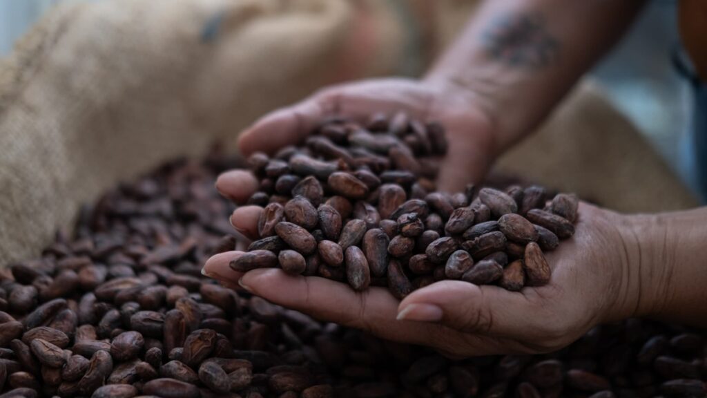 Ghana boosts cocoa prices by 45% for 2024/25 season
