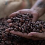 Ghana boosts cocoa prices by 45% for 2024/25 season