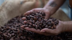 Ghana boosts cocoa prices by 45% for 2024/25 season