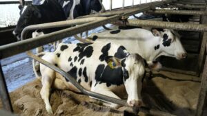 Adamawa-State-Initiates-Widespread-Cattle-Vaccination-to-Combat-Deadly-Disease-1024×576