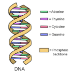 DNA