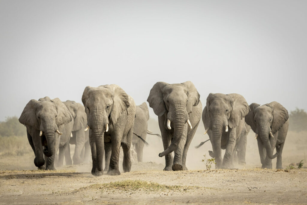Herd of elephants
