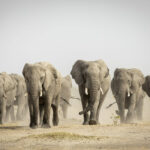 Herd of elephants