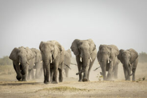 Herd of elephants