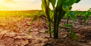 Looming-climate-disasters-imperil-Ethiopias-1