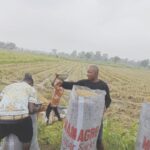 • Harvest in progress in rice cluster