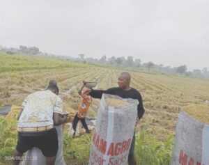 • Harvest in progress in rice cluster