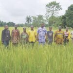 • Some of the rice farmers