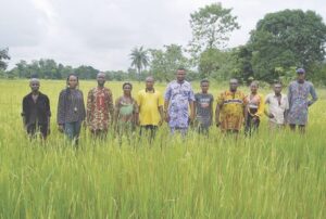 • Some of the rice farmers