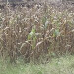 •Dried maize farm in Benue