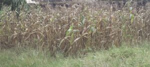 •Dried maize farm in Benue