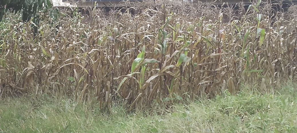 •Dried maize farm in Benue