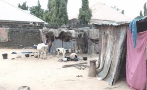 •IDPs camp at Bayan Oando with their animals