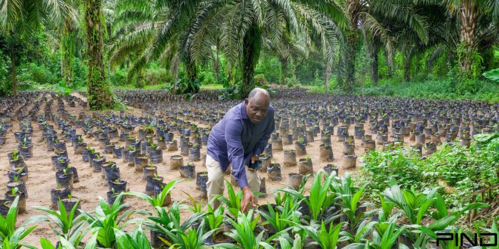 Agboola-Adetula-PIND-Nursery-Oil-1500×750