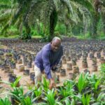 Agboola-Adetula-PIND-Nursery-Oil-1500×750