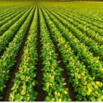 Agricultural Extension Service Bill scales first reading