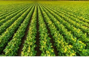 Agricultural Extension Service Bill scales first reading
