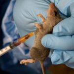 Lassa Fever