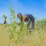 food production
