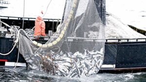 illegal-fishing-640×360-1