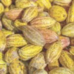 •Cocoa pods