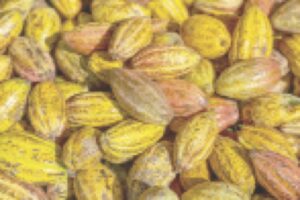 •Cocoa pods