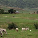 cattle