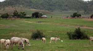 cattle