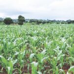 Nigeria’s food crisis prediction throws up panic in states