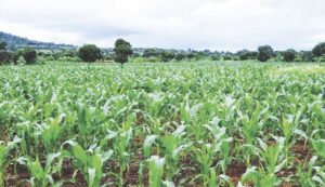 Nigeria’s food crisis prediction throws up panic in states