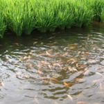RICE-FISH-FARM-1014×487-1