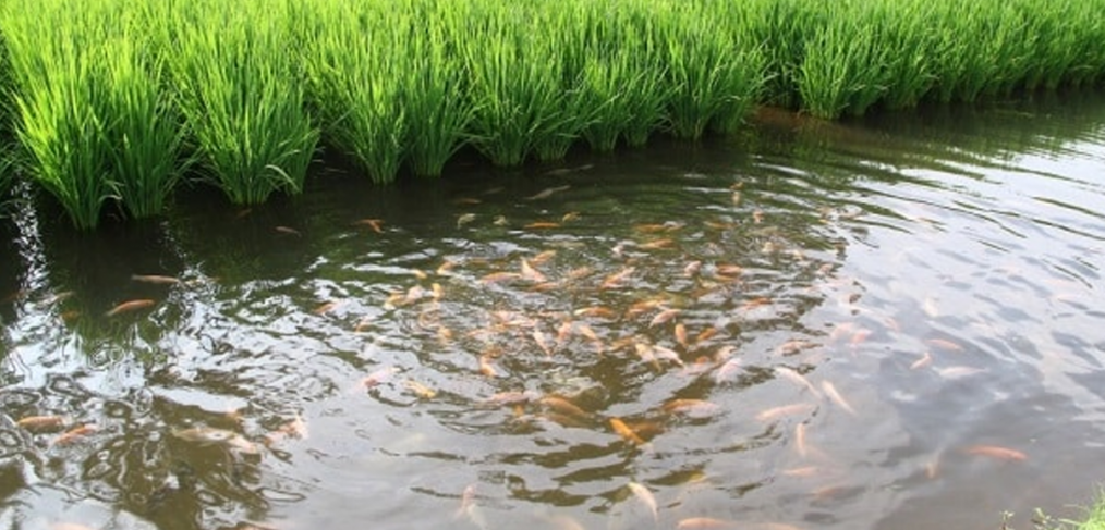 RICE-FISH-FARM-1014×487-1