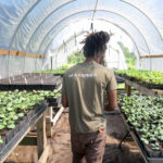 National Urban Agricultural Programme