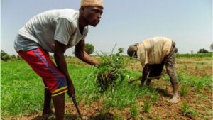 Kano government warns farmers against selling land to foreigners