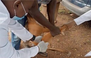 Benue confirms rabies