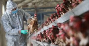 Bird-flu