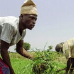 Farmers-working-on-a-plantation-1424×802-1-556×312