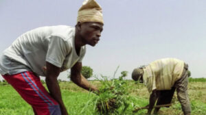 Farmers-working-on-a-plantation-1424×802-1-556×312