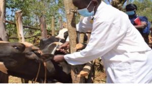 Federal Ministry of Livestock Development