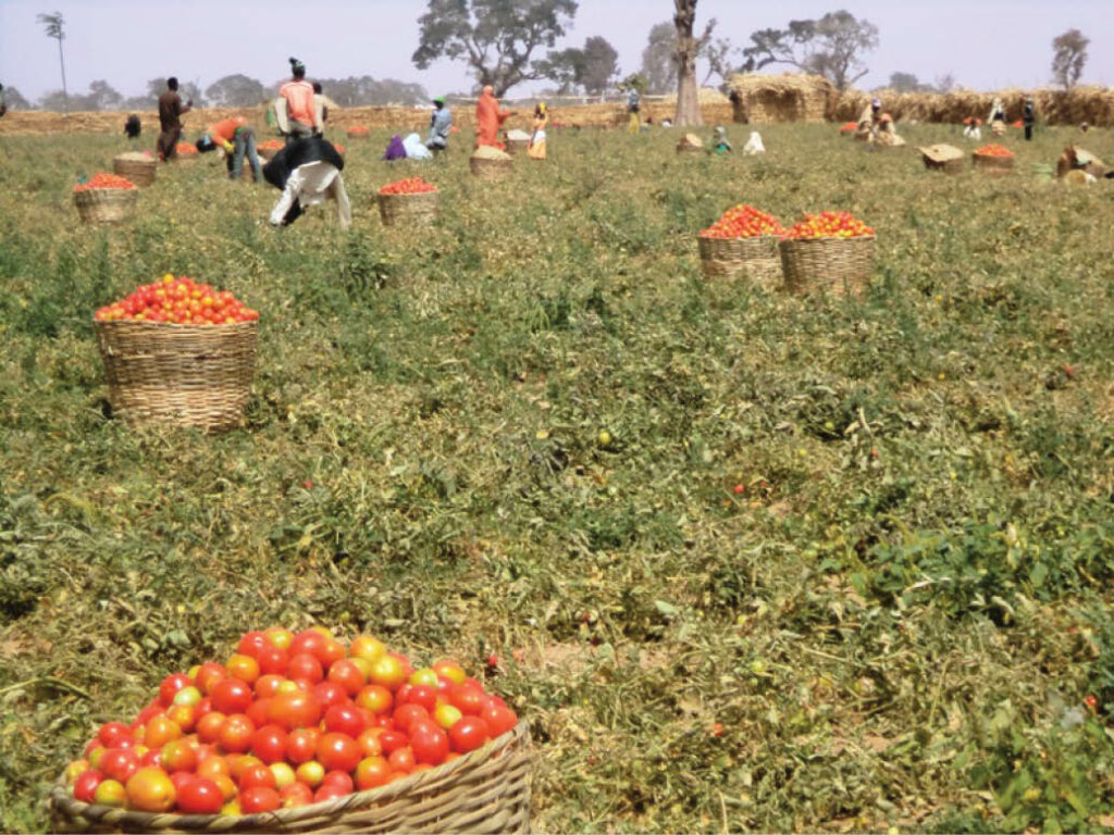 Food-crisis-looms-as-AFAN-battle-agric-minister