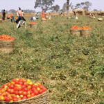 Food-crisis-looms-as-AFAN-battle-agric-minister