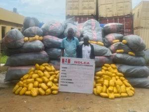NDLEA intercepts large skunk shipment, arrests suspect in Abuja