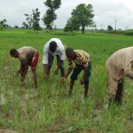 National-Agricultural-Land-Development-Authority-NALDA