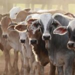 boost animal health