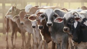 boost animal health