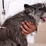 dog-rabies-vaccine