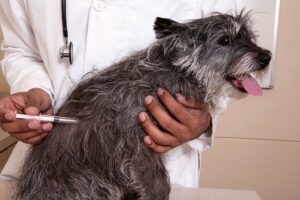dog-rabies-vaccine